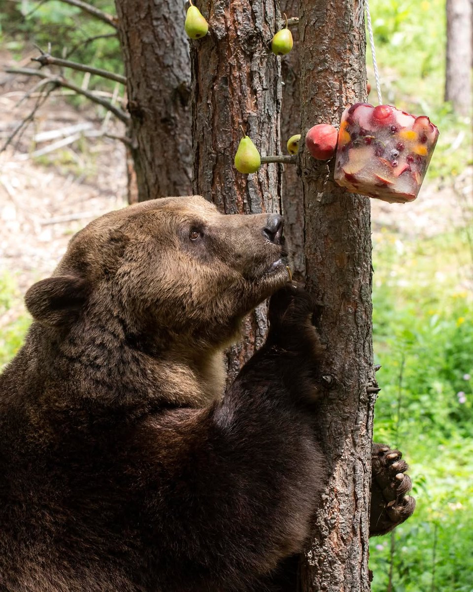 🇧🇬
Знаете ли, че сладоледите за мечките (ледените кубчета) 🍧тежат от 3 до 5 кг?

🇬🇧
Did you know that ice creams (ice cubes)  🍧for bears weight between 3 to 5 kg?