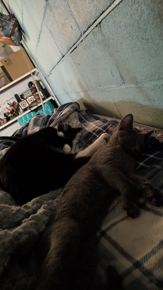 Aliyah Bergeron (@bailey1397409) on Twitter photo 