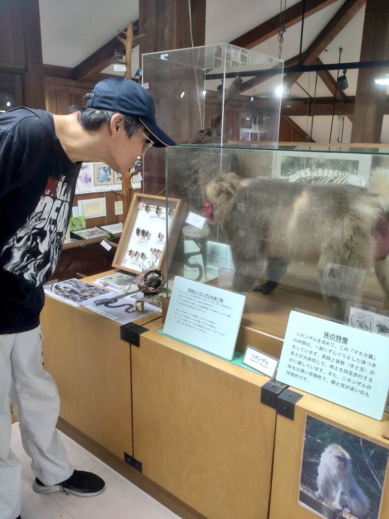 mikeko18's tweet image. 猿の剥製をよく見るために
首が伸びてしまうまだら汁

立派なお猿さんだね！