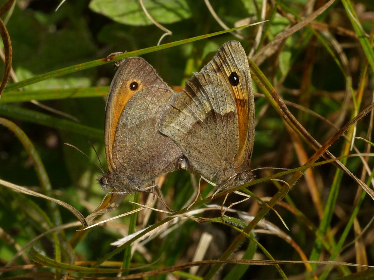 Brian Arnold (@barnold668) on Twitter photo Small Copper and Meadow Brown mating in our Harman's Cross garden today. Making sure we have butterflies in our garden next year.
<a href="/savebutterflies/">Butterfly Conservation 🦋</a> <a href="/DorsetWildlife/">Dorset Wildlife Trust</a> <a href="/SightingDOR/">Dorset Wildlife Spot</a> <a href="/GreenDorset/">Green Dorset</a> <a href="/BC_Dorset/">BC Dorset 🦋</a> Small Copper and Meadow Brown mating in our Harman's Cross garden today. Making sure we have butterflies in our garden next year.
<a href="/savebutterflies/">Butterfly Conservation 🦋</a> <a href="/DorsetWildlife/">Dorset Wildlife Trust</a> <a href="/SightingDOR/">Dorset Wildlife Spot</a> <a href="/GreenDorset/">Green Dorset</a> <a href="/BC_Dorset/">BC Dorset 🦋</a>