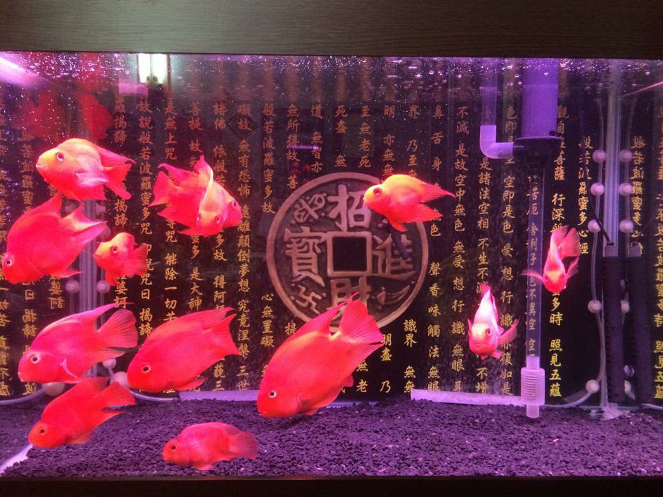 s10247781's tweet photo. @recorder_100 Hi，請問妳是哪種馬達？

我的是三呎缸，上面放了6個滴流盒/便當盒（也就是三層）、每一層濾材都不一樣，馬達在我滴流盒的最右邊，分享我的照片給妳參考！ https://t.co/WFqMyka0Jo