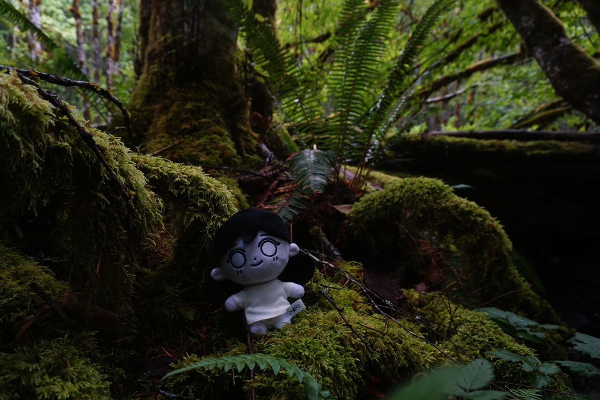 deep in the missouri woods