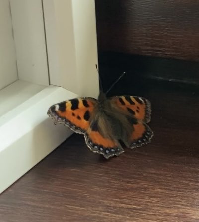 Was about to do some much needed dusting in my craft room when I came across this lovely creature.  Dusting abandoned  until mr butterfly decides to move 😊💜