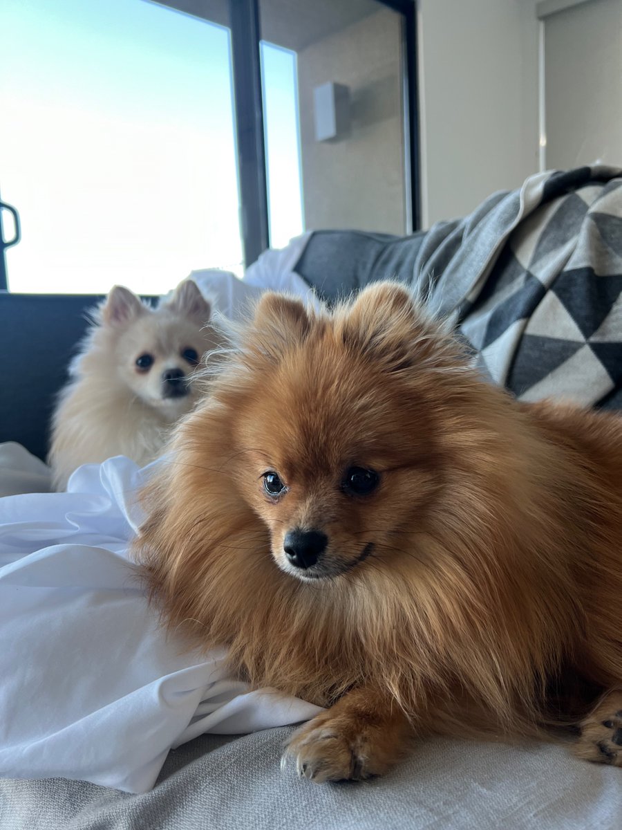 gateway2fremont's tweet image. Mocha &amp;amp; Latte do not step foot in a smoky casino, no offense to Dottys