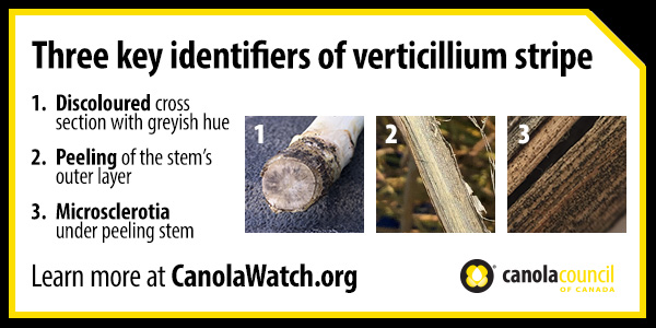 Accurate identification of canola diseases is the first step to proper management. What are the key identifiers of verticillium stripe? How do you distinguish it from other canola diseases like blackleg? Find out with these tips from <a href="/CanolaWatch/">CW Jay Whetter</a> tinyurl.com/mtmssw9d