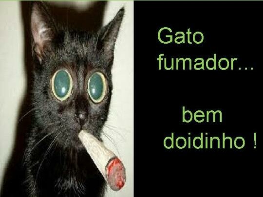 fumando aquele trava chip de mamaco