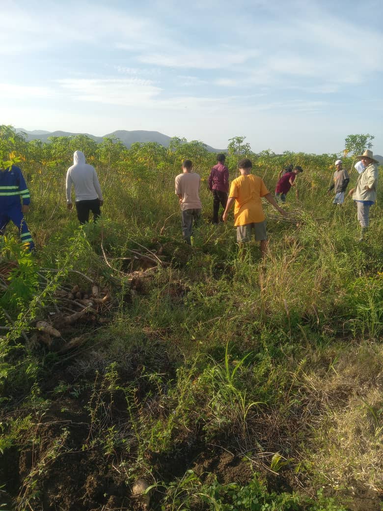 Roberto Ramos Pérez (@roberto287841) on Twitter photo Con #HonorHolguinero participa la delegación de jóvenes sagüeros en el Campamento Productivo Provincial en Mayarí, dando su aporte en la cosecha de yuca.
#VeranoSiempreJoven
#CubaMined
#DPDHolguín
<a href="/DMESaguaDeT/">Dirección General de Educación Sagua de Tánamo</a>
<a href="/naimatrujillob/">Naima Ariatne Trujillo Barreto</a>
<a href="/LuisFel07486070/">Luis Felipe Batista Rodríguez</a> Con #HonorHolguinero participa la delegación de jóvenes sagüeros en el Campamento Productivo Provincial en Mayarí, dando su aporte en la cosecha de yuca.
#VeranoSiempreJoven
#CubaMined
#DPDHolguín
<a href="/DMESaguaDeT/">Dirección General de Educación Sagua de Tánamo</a>
<a href="/naimatrujillob/">Naima Ariatne Trujillo Barreto</a>
<a href="/LuisFel07486070/">Luis Felipe Batista Rodríguez</a>