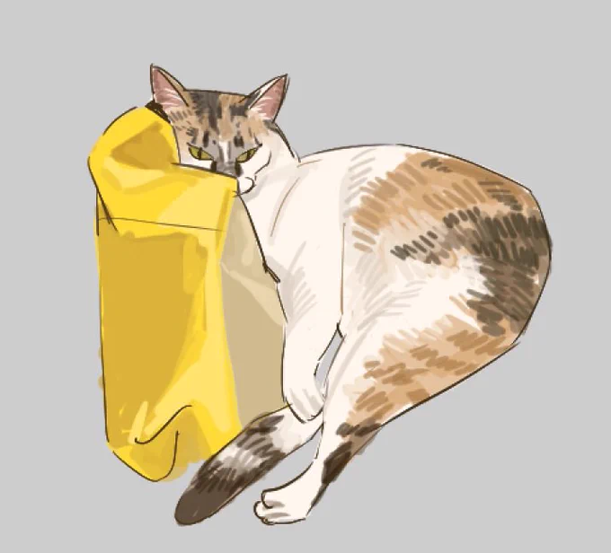 猫