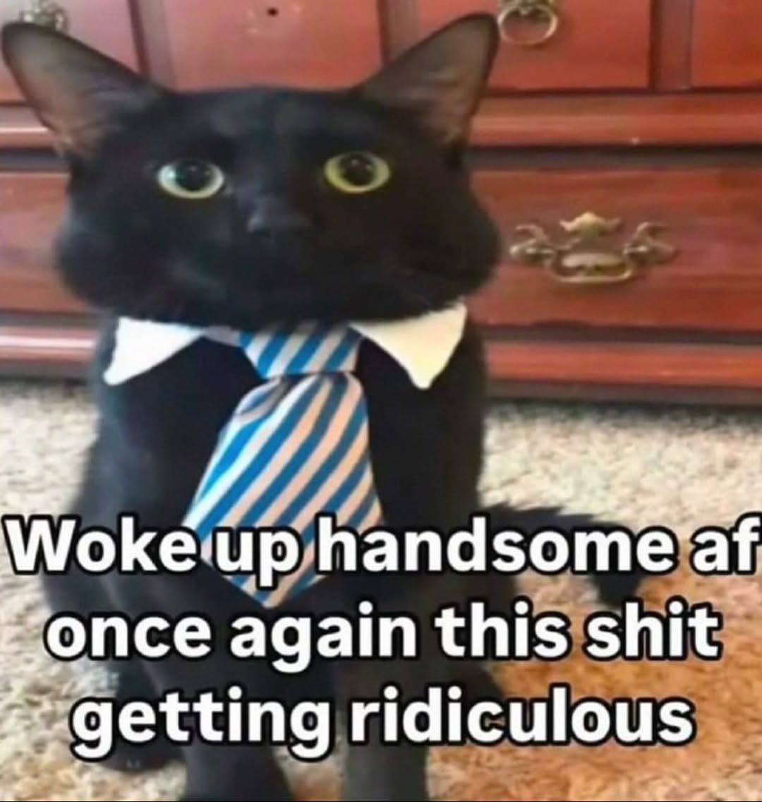 LiterallyMeCats (@literallymecats) on Twitter photo 