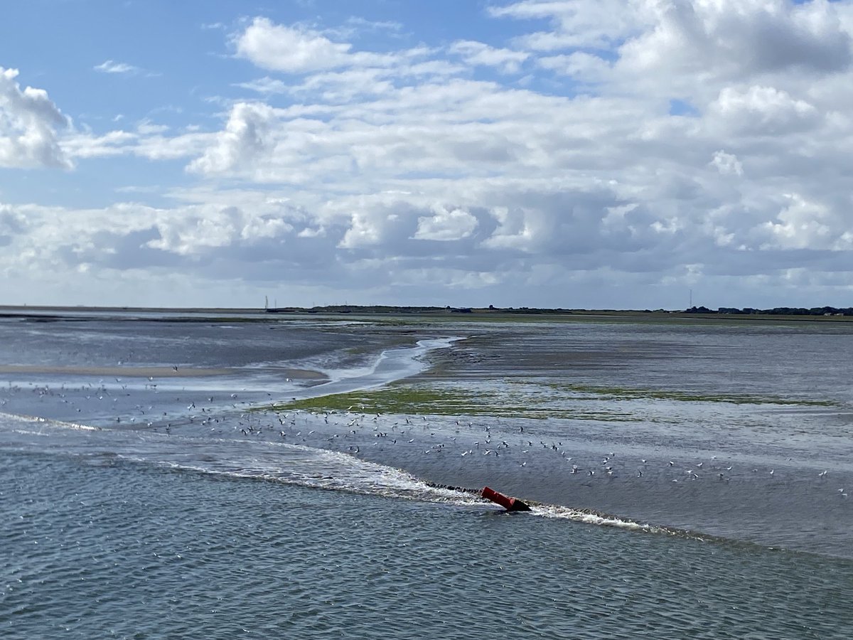 CdK Brok tweet media