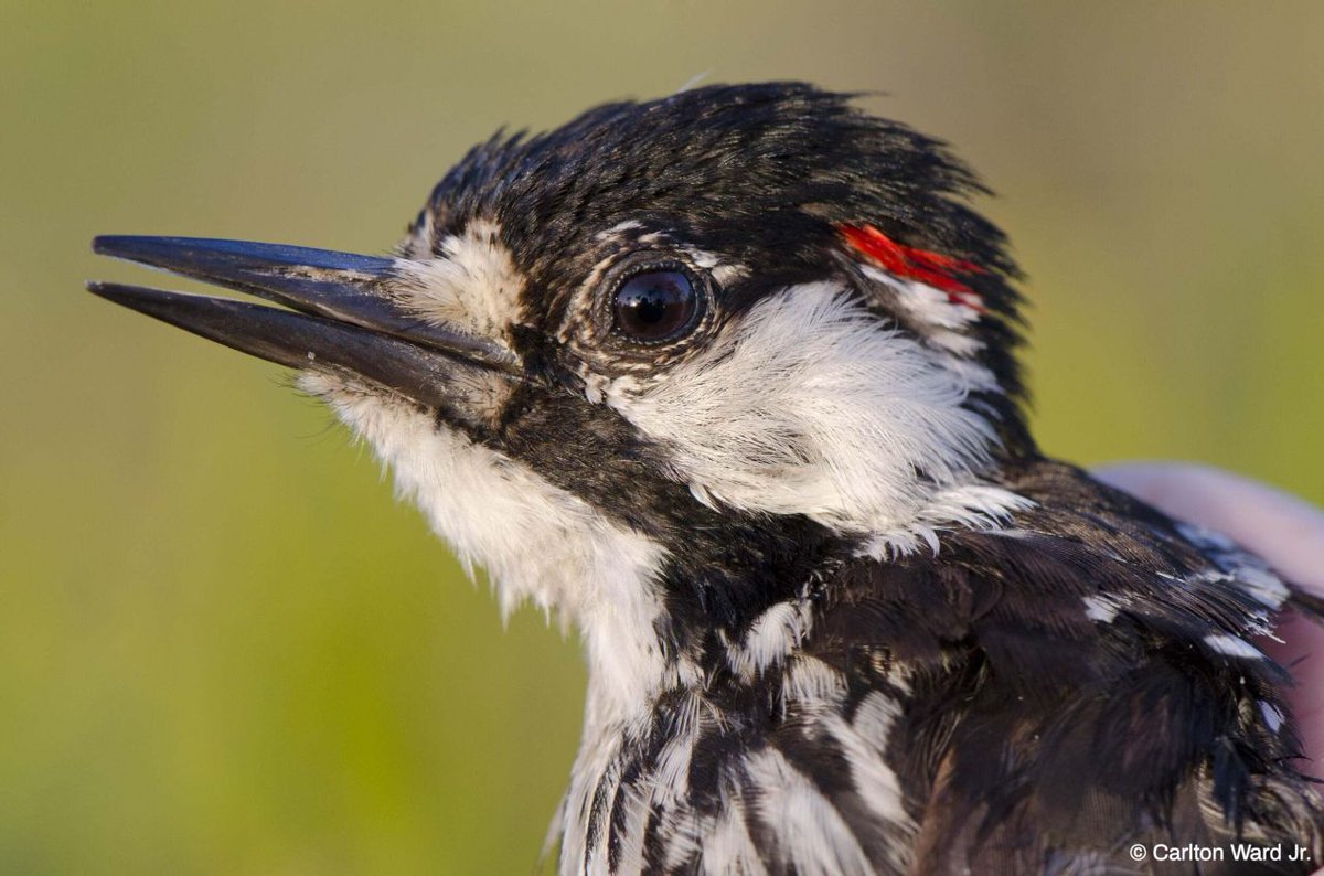 The Nature Conservancy tweet media