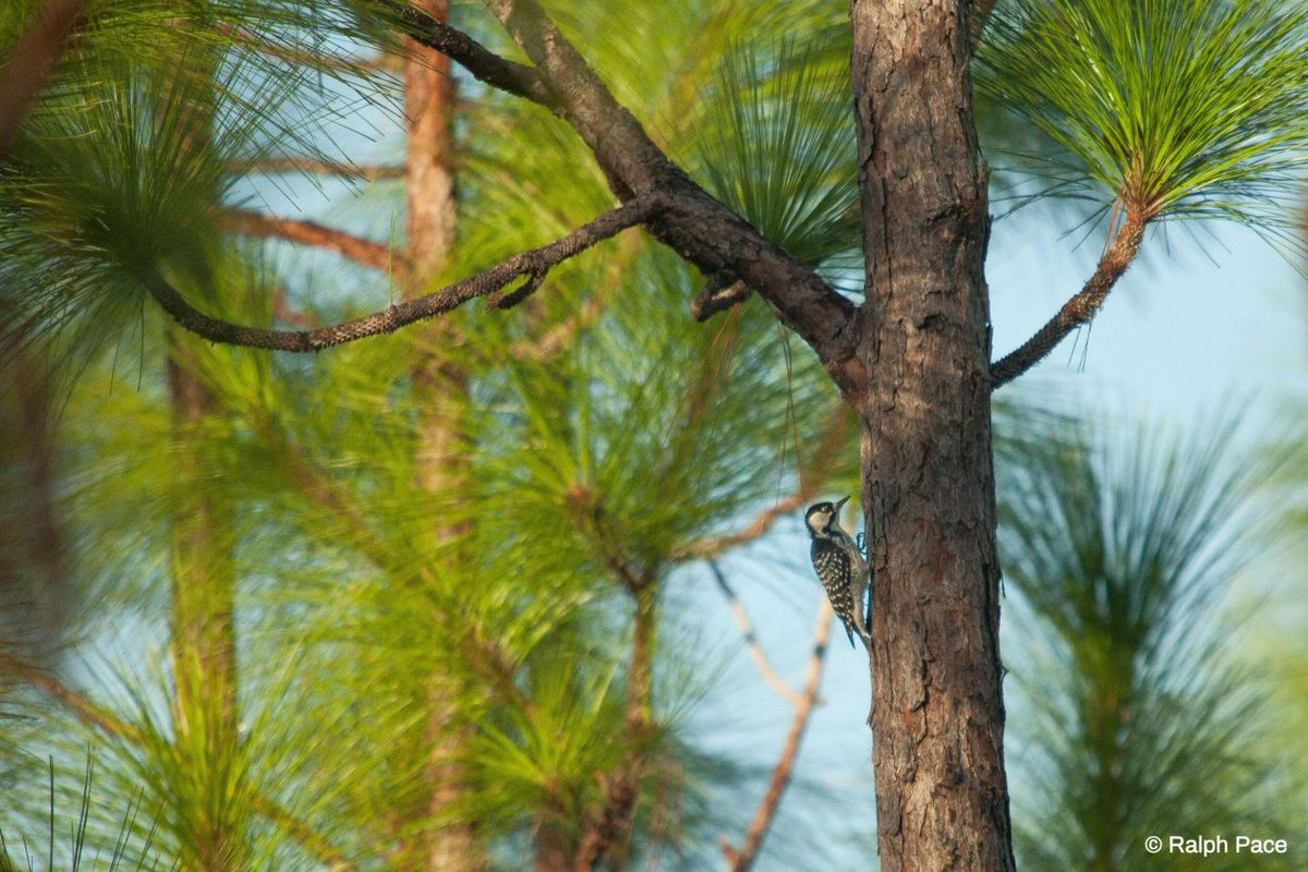 The Nature Conservancy tweet media