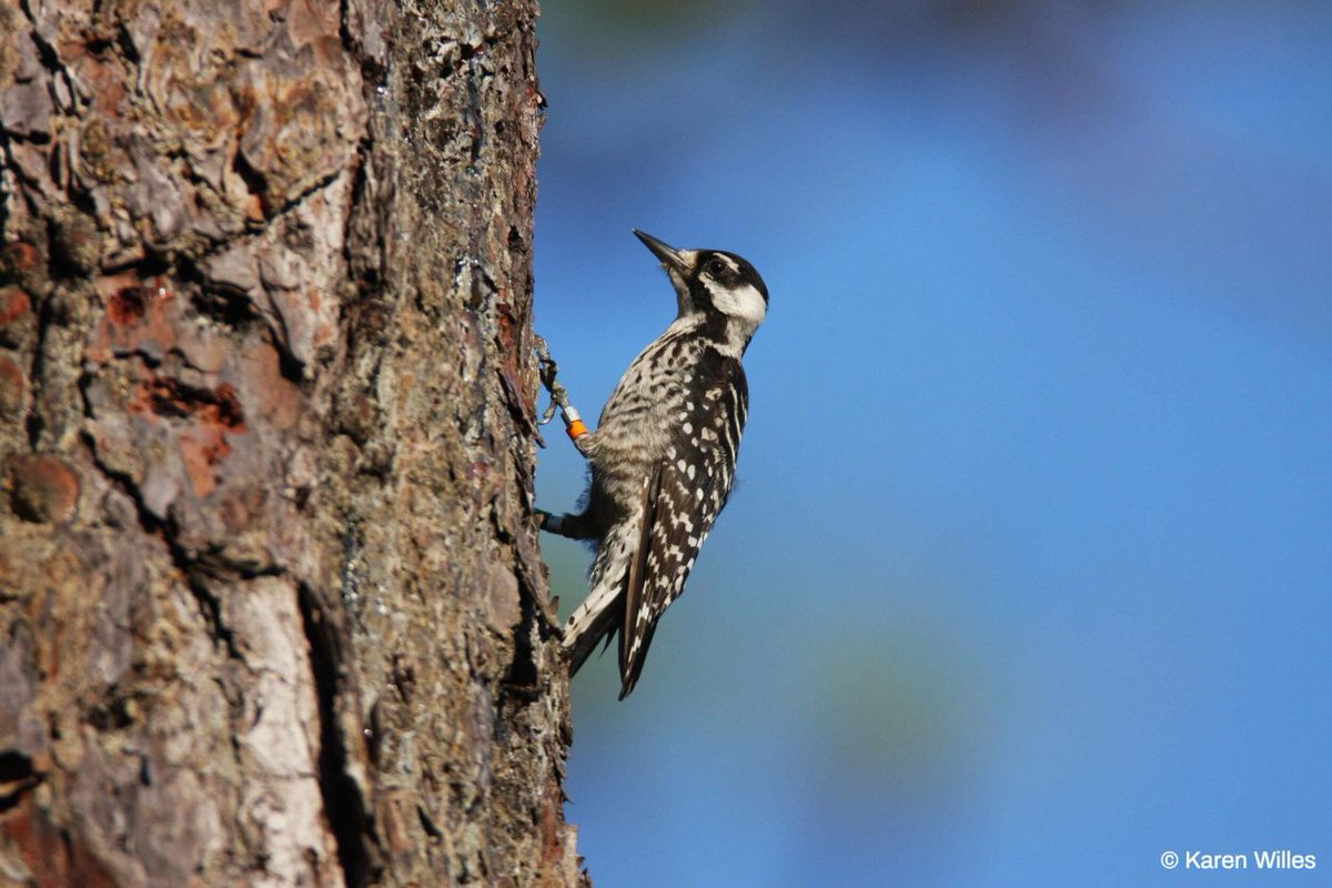 "Having a threatened species move back into an area for the first time in nearly 50 years is about the best grade you can get on your conservation report card." –Dale Threatt Taylor, Director for <a href="/nature_sc/">NatureConservancySC</a>

After 50 years, the red-cockaded woodpecker has returned to Peachtree