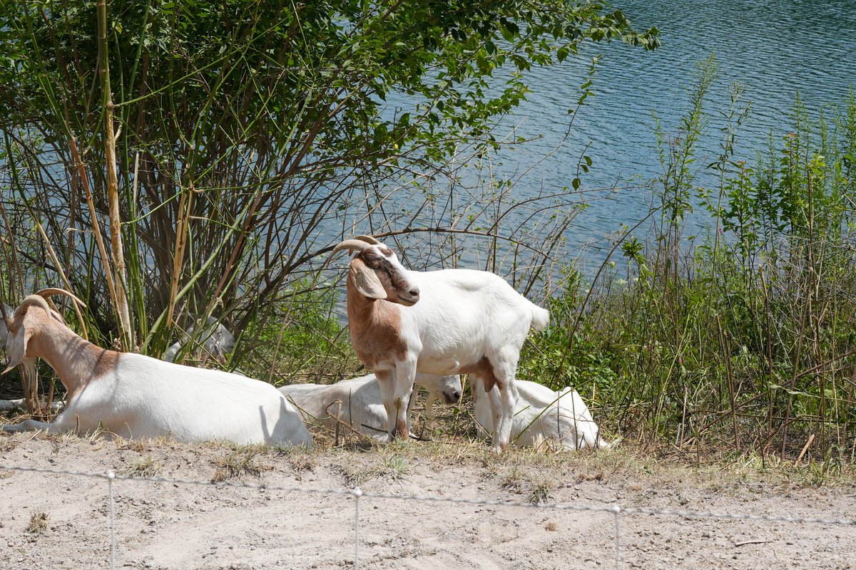 Happy World Goat Day from our conservation helpers at Antrim Park! 🌿🐐