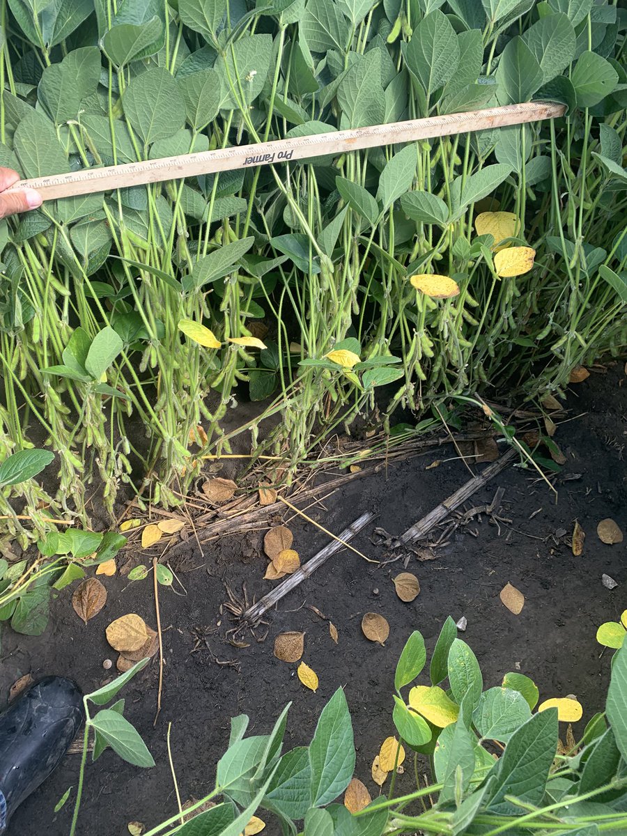 coreyhulke's tweet photo. Man, it’s hard to find soybeans around here. Lots of Corn on Corn.
Last 2 stops corn 201 and 145 Soybeans we’re 890 and 1120
#pftour25 #timeforlunch https://t.co/nu5zXL5jAm