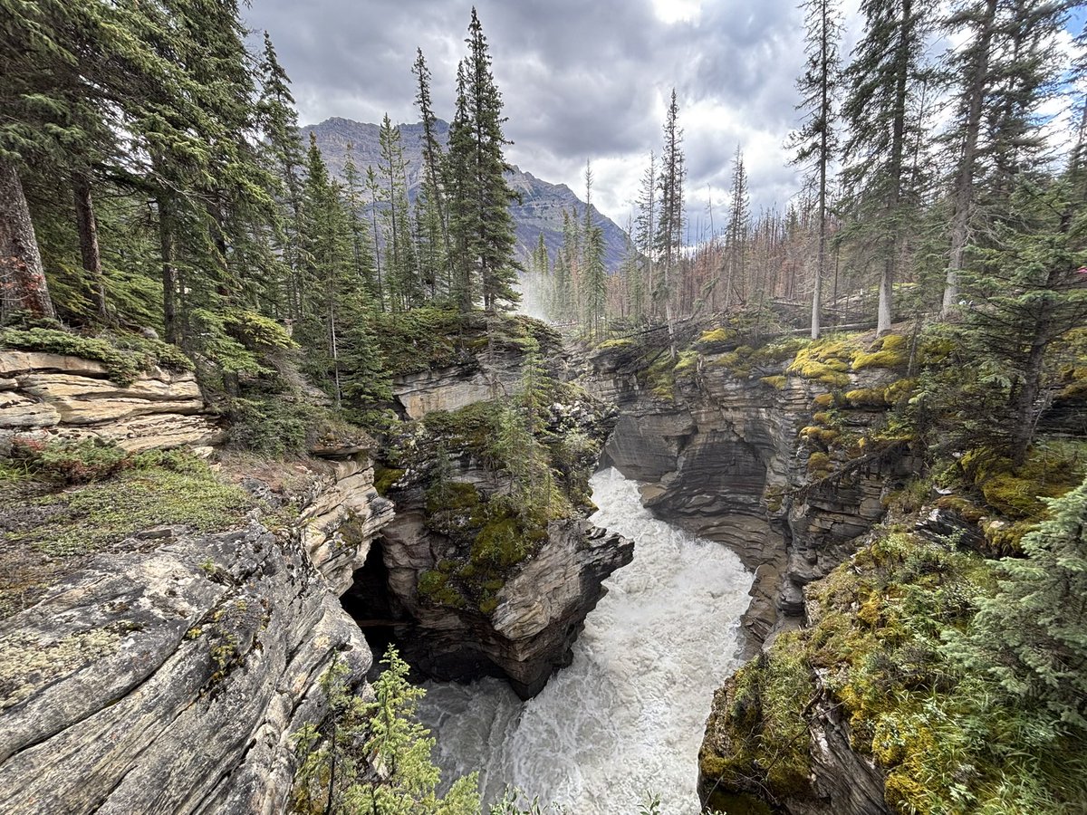 bobthomas tweet media