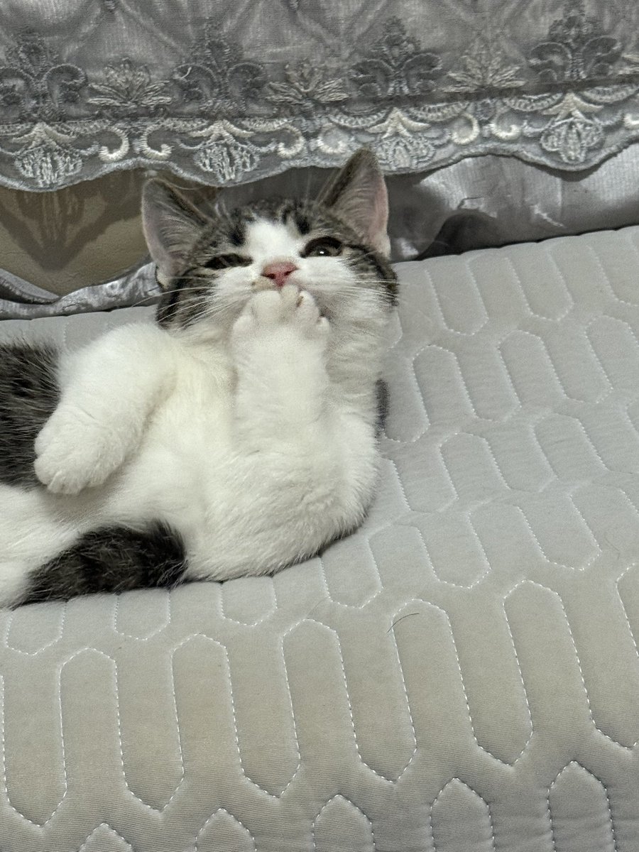 TM784063's tweet photo. My cat is so cute https://t.co/X2o5CXhwoG
