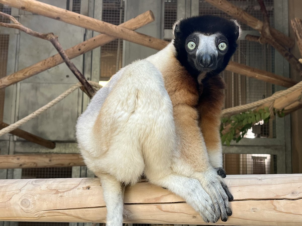 de PEYROLLE tweet media