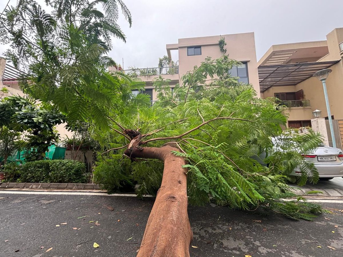 SethiRuchikaT's tweet photo. A great article @BhavreenMK ! Gurgaon's builder colonies are losing tree cover due to poorly planted trees and excessive concretization. RWAs and facility management services need to do more to protect existing green cover. @SDGaction
#Sustainability #TreeCover
@MunCorpGurugram , @DC_Gurugram please issue guidelines to RWAs on maintaining tree cover and please share the reporting mechanism. Thanks
@romajvinayak @Vaishali_Rana__