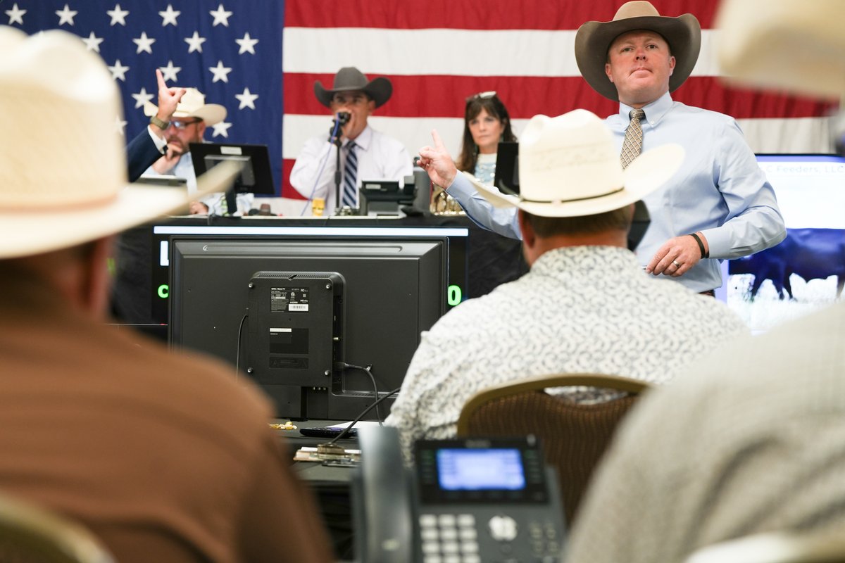 Day 2 of the Big Horn Classic is in full swing here in Sheridan, WY. The seats are packed, the phones are buzzing and the market is hot.

For the ranchers selling today, this moment is more than an auction  it’s the day they’ve worked all year for. From calving in the cold to