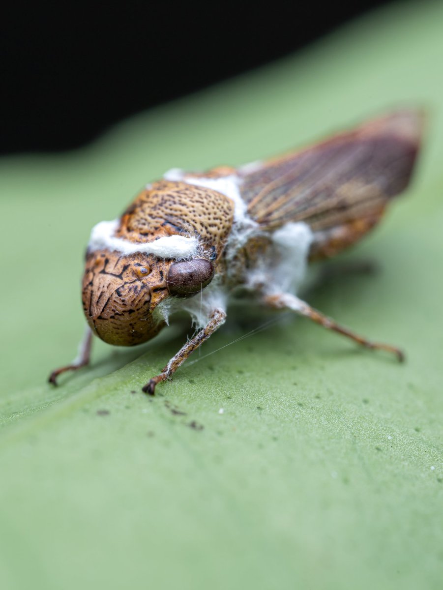 LionMacro's tweet photo. **Accesorios**

*Cámara: @canonmexicana EOS RP
*Lente: @astrhori 25mm f2.8 2x-5x
*Flash Godox TT52011
*Difusorx Guage Hoof Cover
*Cuenta IG: @LionMacro

#naturaleza #macro #astrhori #EosRp #canonRp #natgeo #photomacro #animals #canonmx #nature #macrophoto #photography #insect https://t.co/gNYlIUUStY