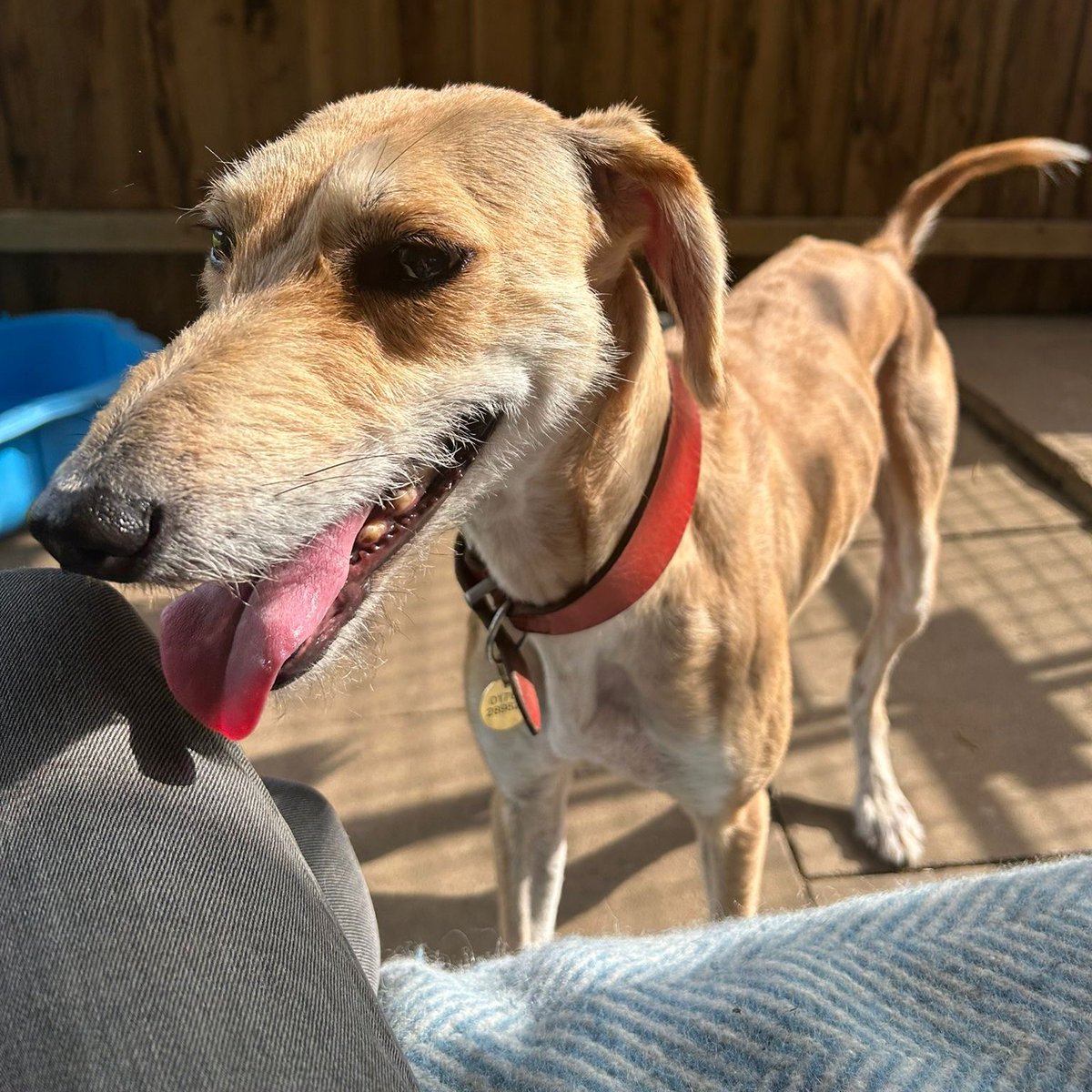 millypod1's tweet photo. 🆘21 AUG 2025 #Lost Greta #ScanMe
Sandy Lurcher Female
The fields surrounding #Elmdon #CB11
#SaffronWalden #Essex
Was last seen Dark Lane heading towards #Chrishall
https://t.co/TKhucXHXaP https://t.co/owa1uKVxzh