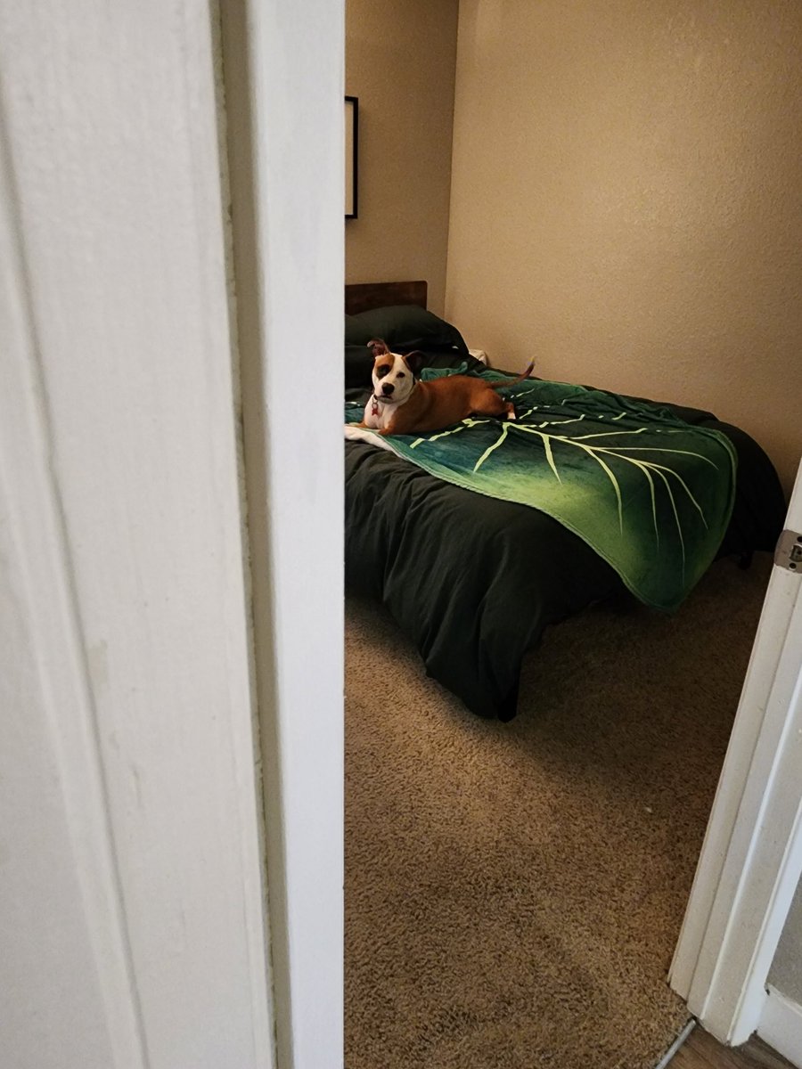 Busted doing zoomies on the bed 🫵🐶