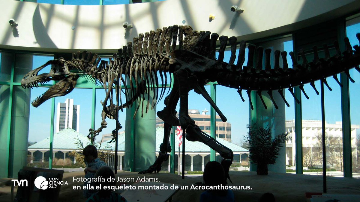 FDinosaurios's tweet photo. Huellas de dinosaurios d más d 100 Ma emergen en Texas tras devastadoras inundaciones (@24HorasTVN) 
Salió a la luz en el condado d Travis después d las crecidas del Sandy Creek destaparan 15 huellas de dinosaurios carnívoros, similares al Acrocanthosaurus https://t.co/Ka9d9CR7Qx https://t.co/9NF1ZouwSq
