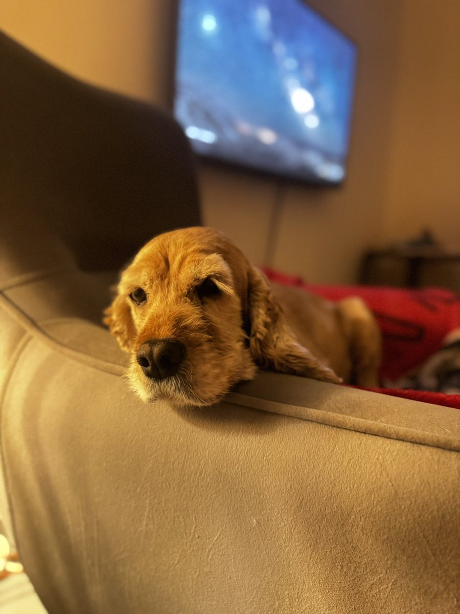 bu cocker barınakta kalsa ölecekti hepimiz ah vah edecektik değil mi?
peki neden sahiplenmeye gelince kimse yeltenmiyor?
yavru köpek gibi sizden sürekli ilgi beklemiyor. 
maması suyu günlük çiş kaka seansı ve bolca sevgi
yuva arıyorum dostlar
istanbul