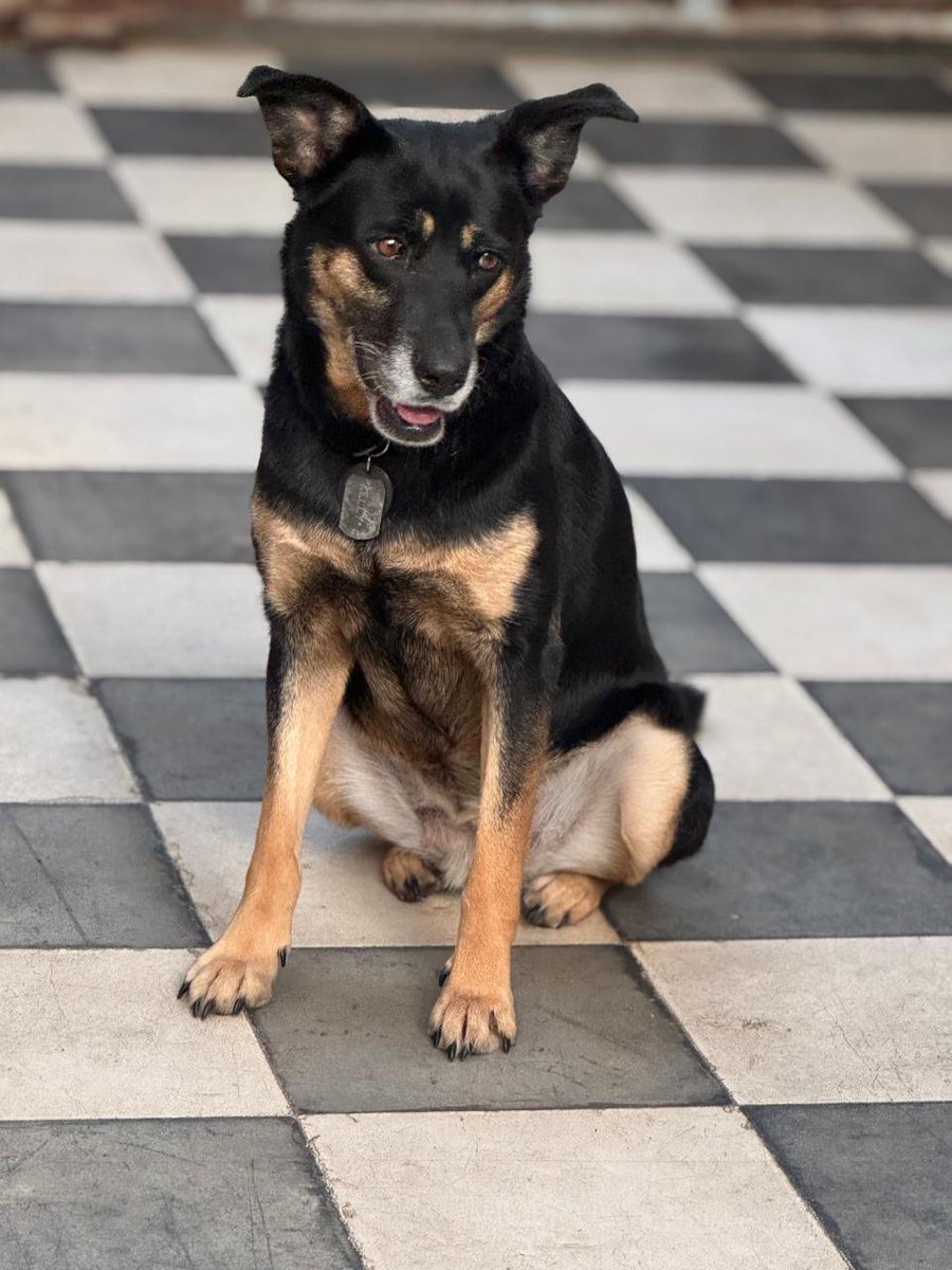 Deysi juguetona 2 años.

Vacunada, desparasitada y esterilizada. 
Todos los perros deberían de tener la oportunidad de tener una familia no solo los de raza.
ponunperroentuvida@gmail.com 
5518443565