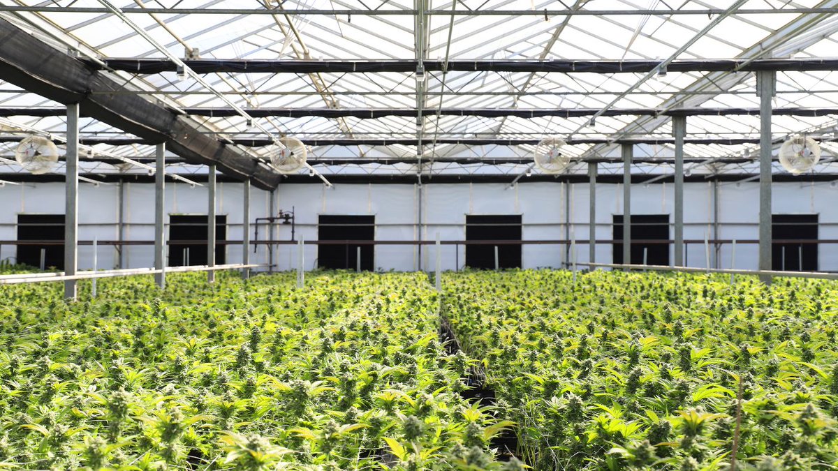 catalystbc_'s tweet image. Ground-floor cannabis opportunity in Nebraska! With new medical regs + tribal adult-use sales, the market is opening fast. Catalyst BC ensures smooth cannabis licensing &amp;amp; compliance.

👉 Let’s talk: zurl.co/6gHZ3 

#NebraskaCannabis #CannabisBusiness #LicensingSupport