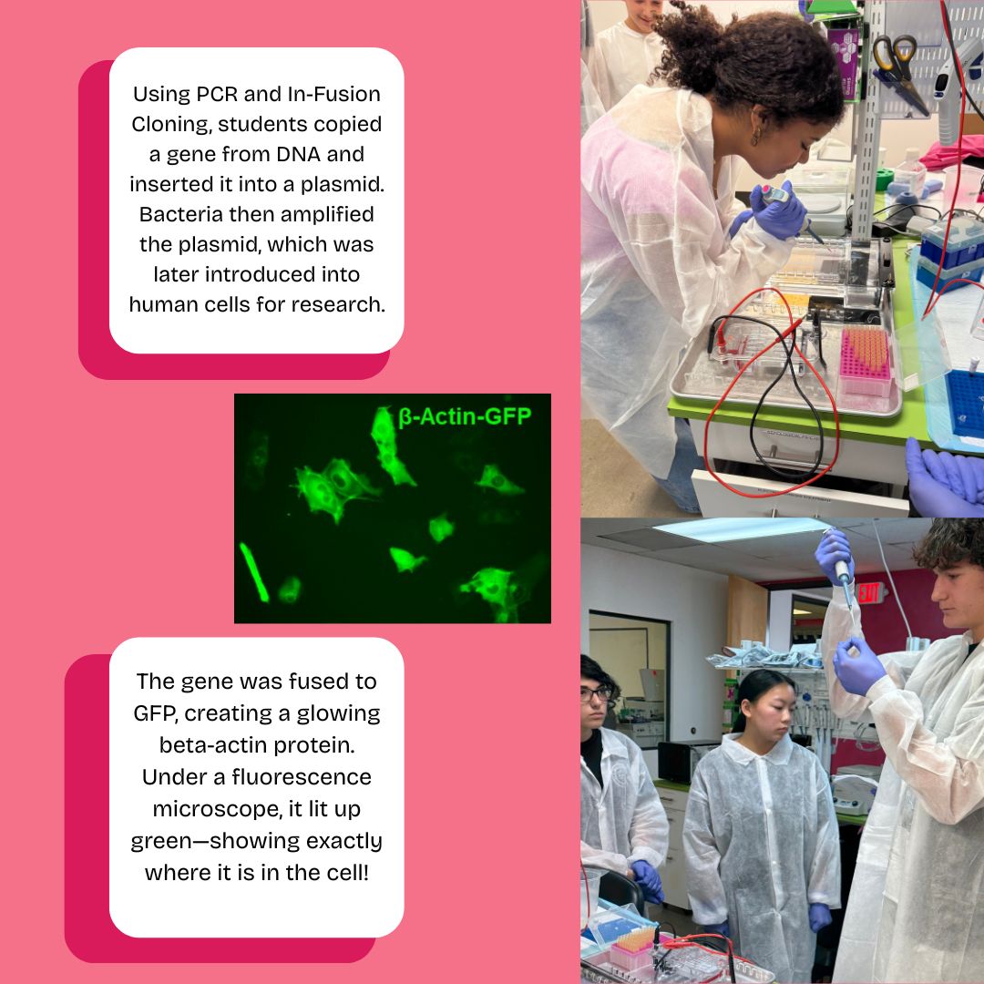 LABiotechCenter's tweet photo. Week 6 ✅
High school students at LA Biotech Center engineered human cells using In-Fusion Cloning + PCR—and made them glow! 🧬🔬
They're becoming real researchers!
https://t.co/5Oxn43HMjo
#STEM #Biotech #GeneticEngineering #FutureScientists #SummerSchool #StemCells #Biology https://t.co/f3gaHDaCIZ