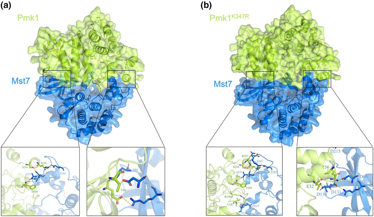 NewPhyt's tweet photo. #Sumoylation-dependent control of Pmk1 #phosphorylation during #Magnaporthe oryzae infection
๐ https://t.co/xhn6TiA3Cz
by Liu et al.
@WileyPlantSci #appressorium #riceblastdisease https://t.co/hq44ypRpJy