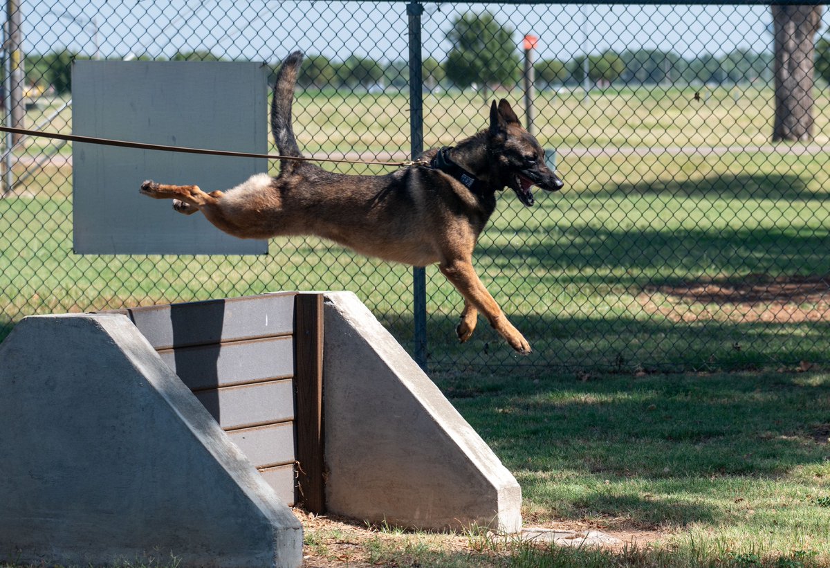 AETCommand's tweet image. Meet Ivy and Sara, amazing Military Working Dogs at @vanceafb! 🐶 They&apos;re mastering obedience drills with Staff Sgt. Andrew Bailey. Did you know all DoD MWD get their start at the 341st Training Squadron at JBSA-Lackland?