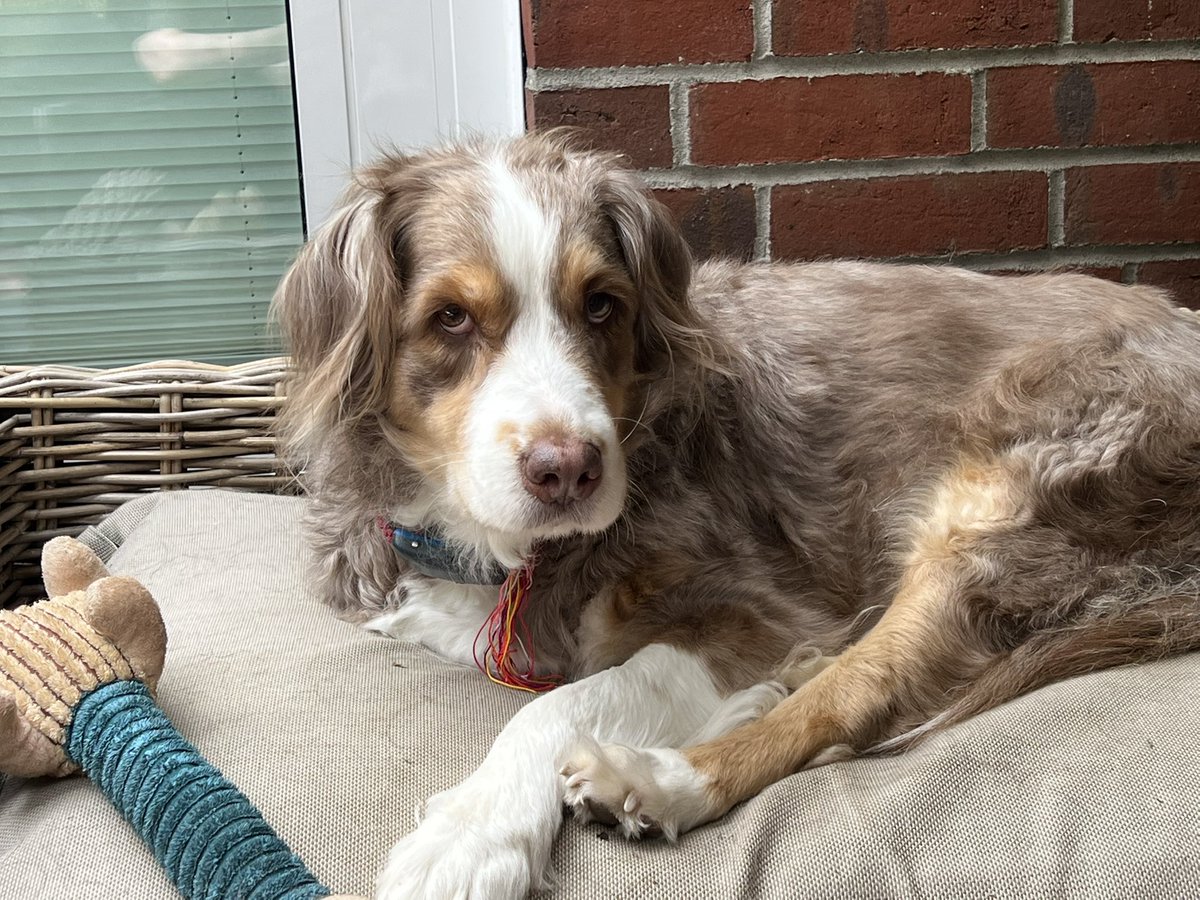 Basset_Polly's tweet photo. Sky ❤️26.5.2011-🌈21.08.2025 We are very,very sad;our beloved Sky left us today.She passed away from old age.For the first time in over 20 years,there is only one dog in the house.Polly is also very sad;our hearts are broken https://t.co/if6d5QmDXi