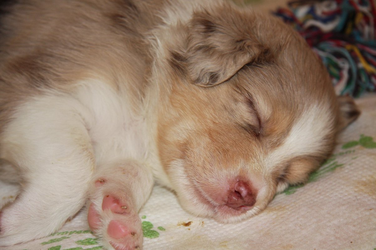 Basset_Polly's tweet photo. Sky ❤️26.5.2011-🌈21.08.2025 We are very,very sad;our beloved Sky left us today.She passed away from old age.For the first time in over 20 years,there is only one dog in the house.Polly is also very sad;our hearts are broken https://t.co/if6d5QmDXi