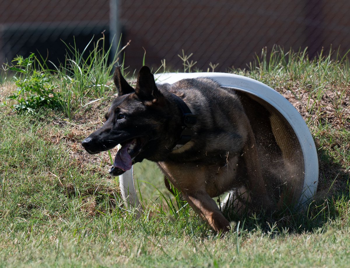 AETCommand's tweet image. Meet Ivy and Sara, amazing Military Working Dogs at @vanceafb! 🐶 They&apos;re mastering obedience drills with Staff Sgt. Andrew Bailey. Did you know all DoD MWD get their start at the 341st Training Squadron at JBSA-Lackland?