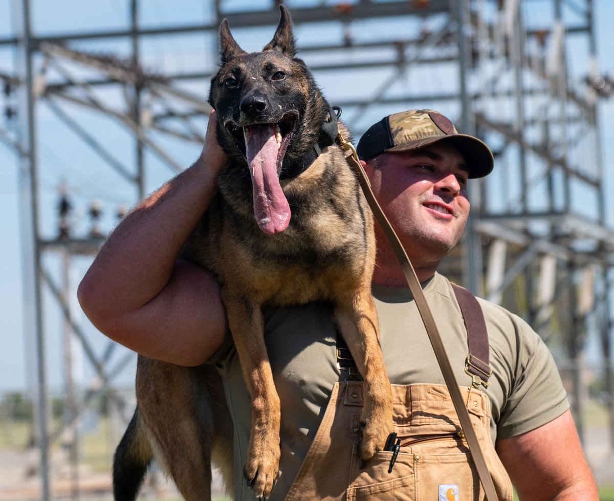 AETCommand's tweet image. Meet Ivy and Sara, amazing Military Working Dogs at @vanceafb! 🐶 They&apos;re mastering obedience drills with Staff Sgt. Andrew Bailey. Did you know all DoD MWD get their start at the 341st Training Squadron at JBSA-Lackland?