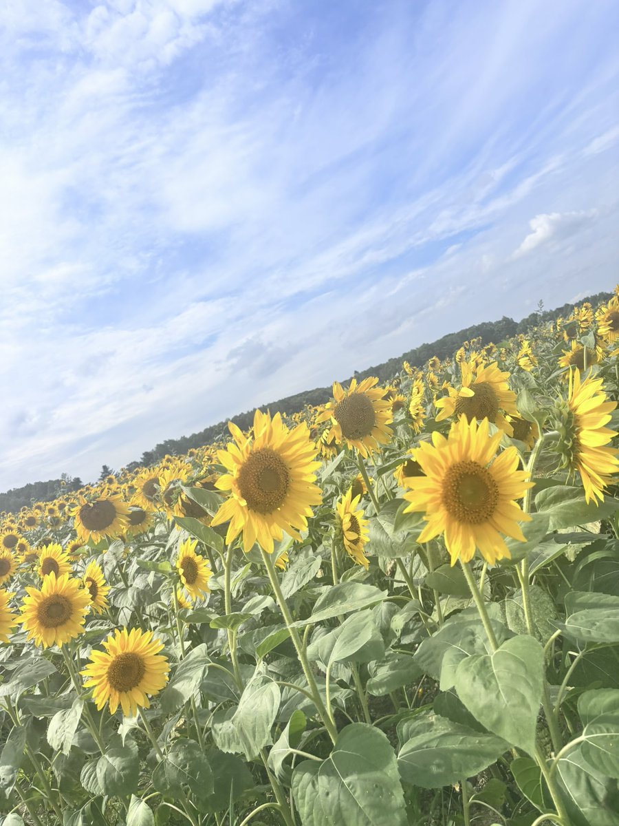 com_aaa81's tweet photo. @comyuta0305 最近ひまわり沢山見てきた🌻やっと夏を感じれて嬉しかったんだ〜 https://t.co/HhuM0C6ejx