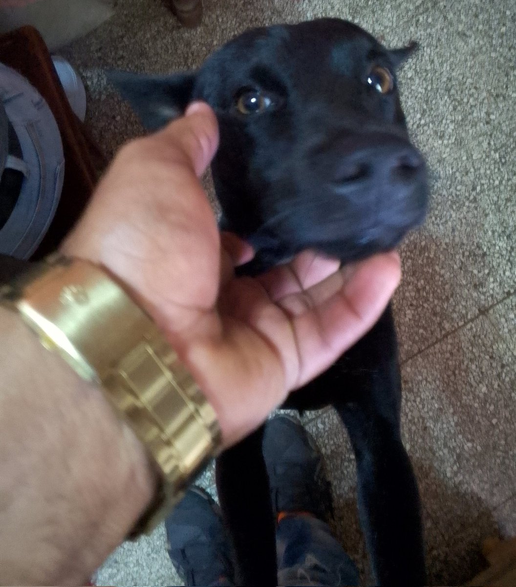 CUIDADO CON EL PERRO QUE MUERDE.

👉5 minutos después 🐶❤️👇.