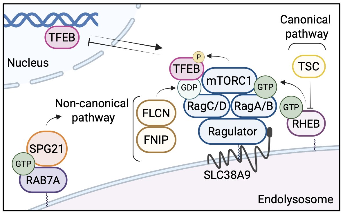 Juan S. Bonifacino (@bonifacinojuan) on Twitter photo 👉New publication from our lab: tinyurl.com/ye7pntte The protein SPG21, mutated in hereditary spastic paraplegia 21, localizes to endolysosomes via RAB7A, where it promotes mTORC1-dependent TFEB phosphorylation, reducing expression of a subset of TFEB regulated genes 👉New publication from our lab: tinyurl.com/ye7pntte The protein SPG21, mutated in hereditary spastic paraplegia 21, localizes to endolysosomes via RAB7A, where it promotes mTORC1-dependent TFEB phosphorylation, reducing expression of a subset of TFEB regulated genes