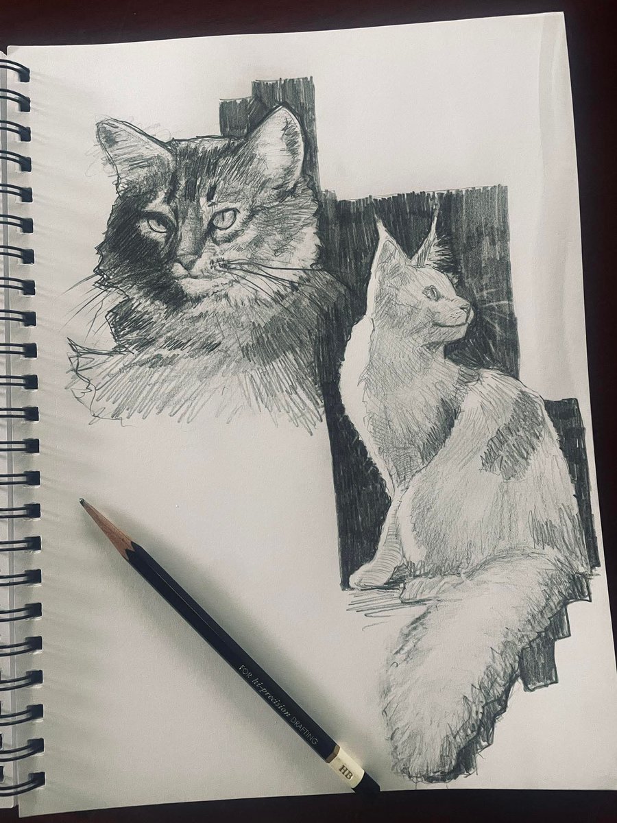 Gato Preto 🐈‍⬛ tweet media