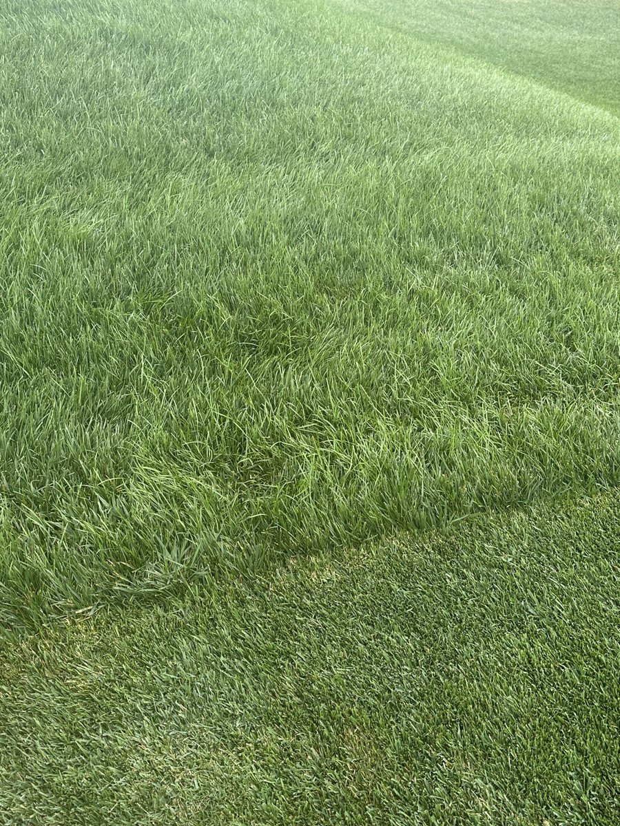 JeffLesson's tweet image. Serious rough #LIVGOLF #THECARDINAL