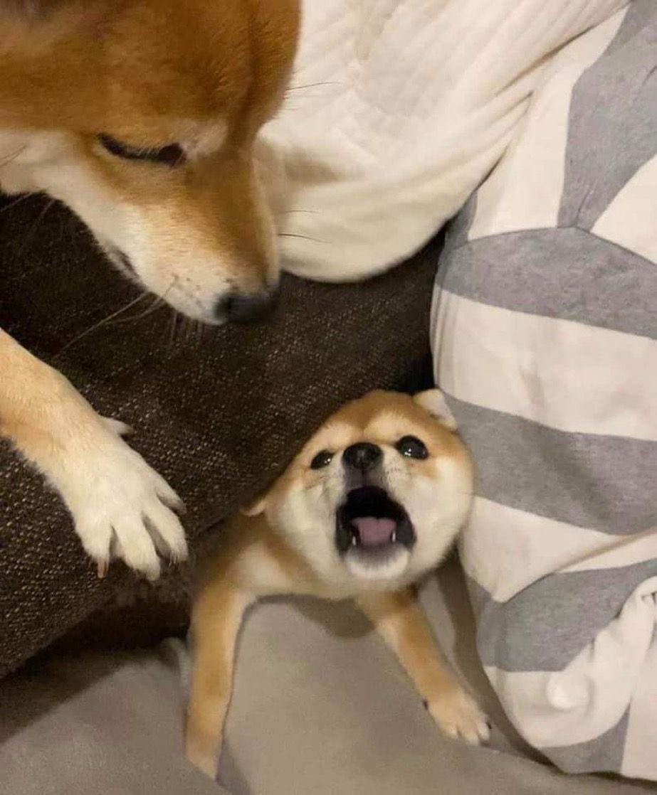 💖 (@twaniimals) on Twitter photo 