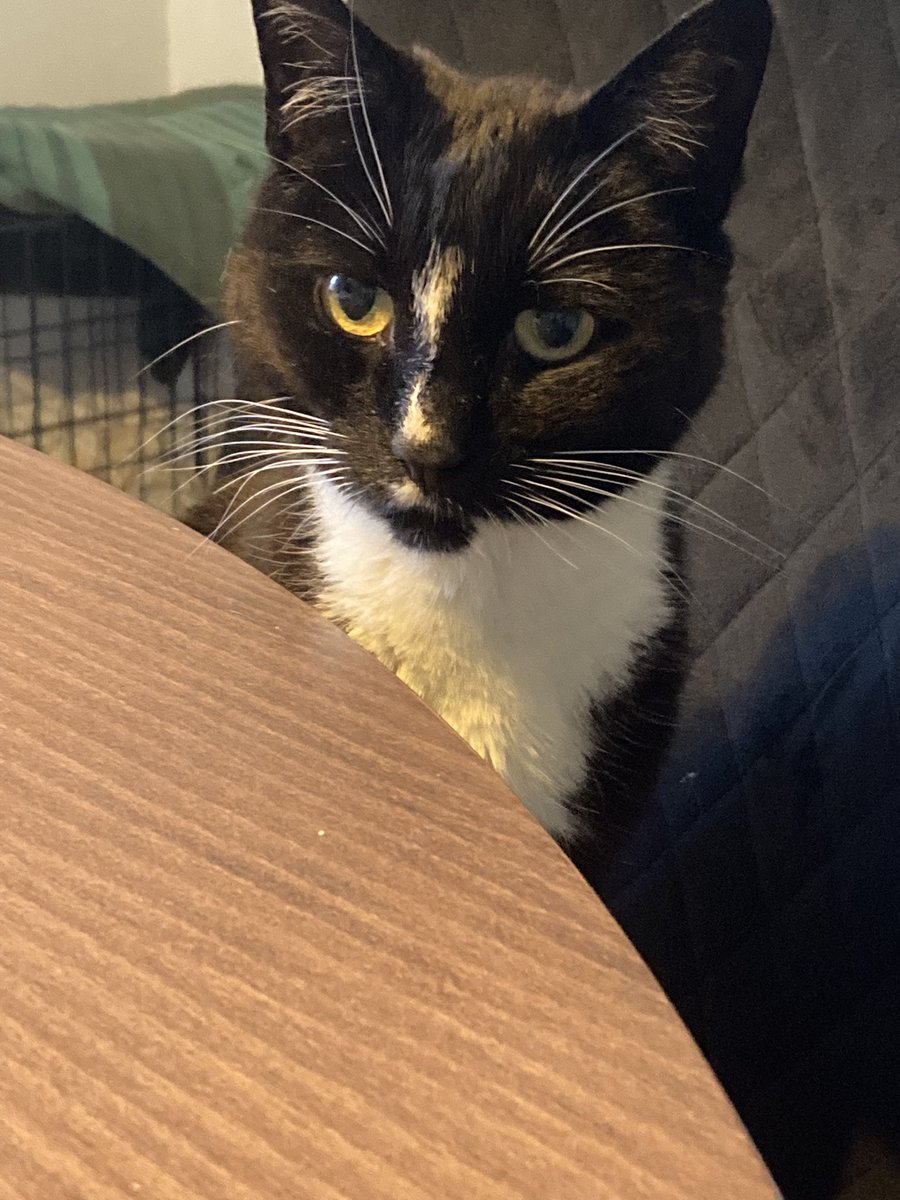 cmd44's tweet photo. @AliJaneMoore Eartha Kitten will be monitoring. https://t.co/ZD8r3c8pSP