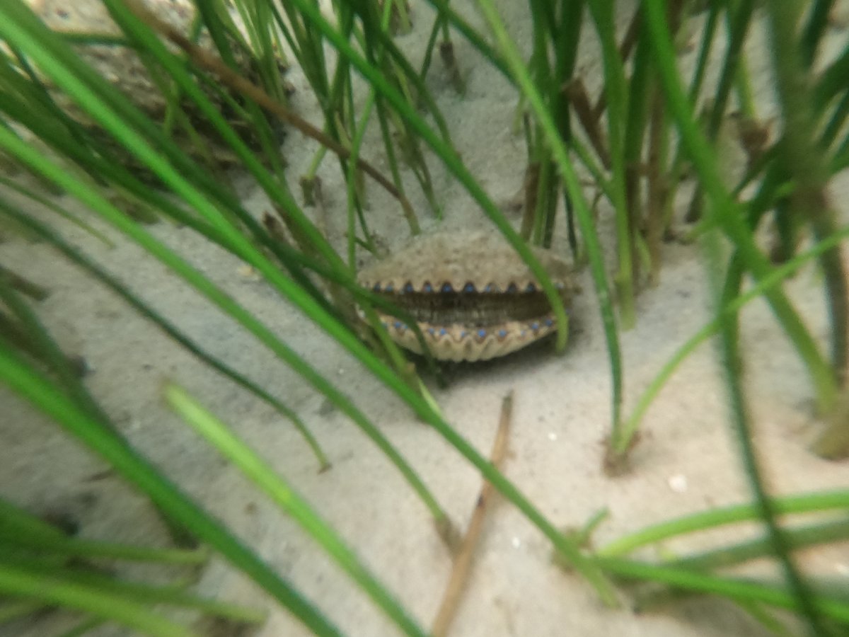 FSUMarineLab's tweet photo. This summer, Ph.D. Candidate Morgan Hawkins has been conducting a feasibility survey on the local restoration of Southern Bay Scallops.

Check out some underwater photos from the dives!

📸: Adam Alfasso

#FSU #FSUCML #FSUADP #FSUResearch #Restoration #SiteSurvey #DiverDown https://t.co/AjrPtCYJi0