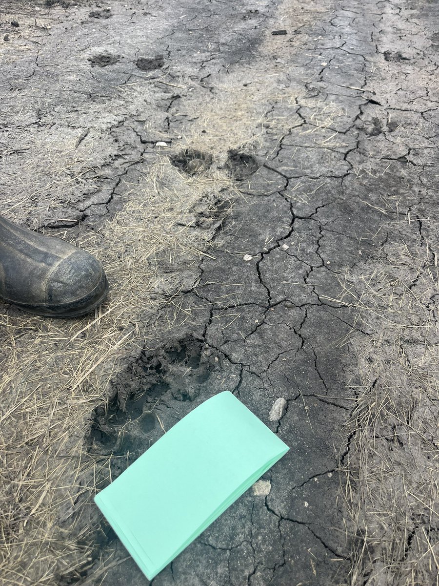 Bruce Lantzky tweet media