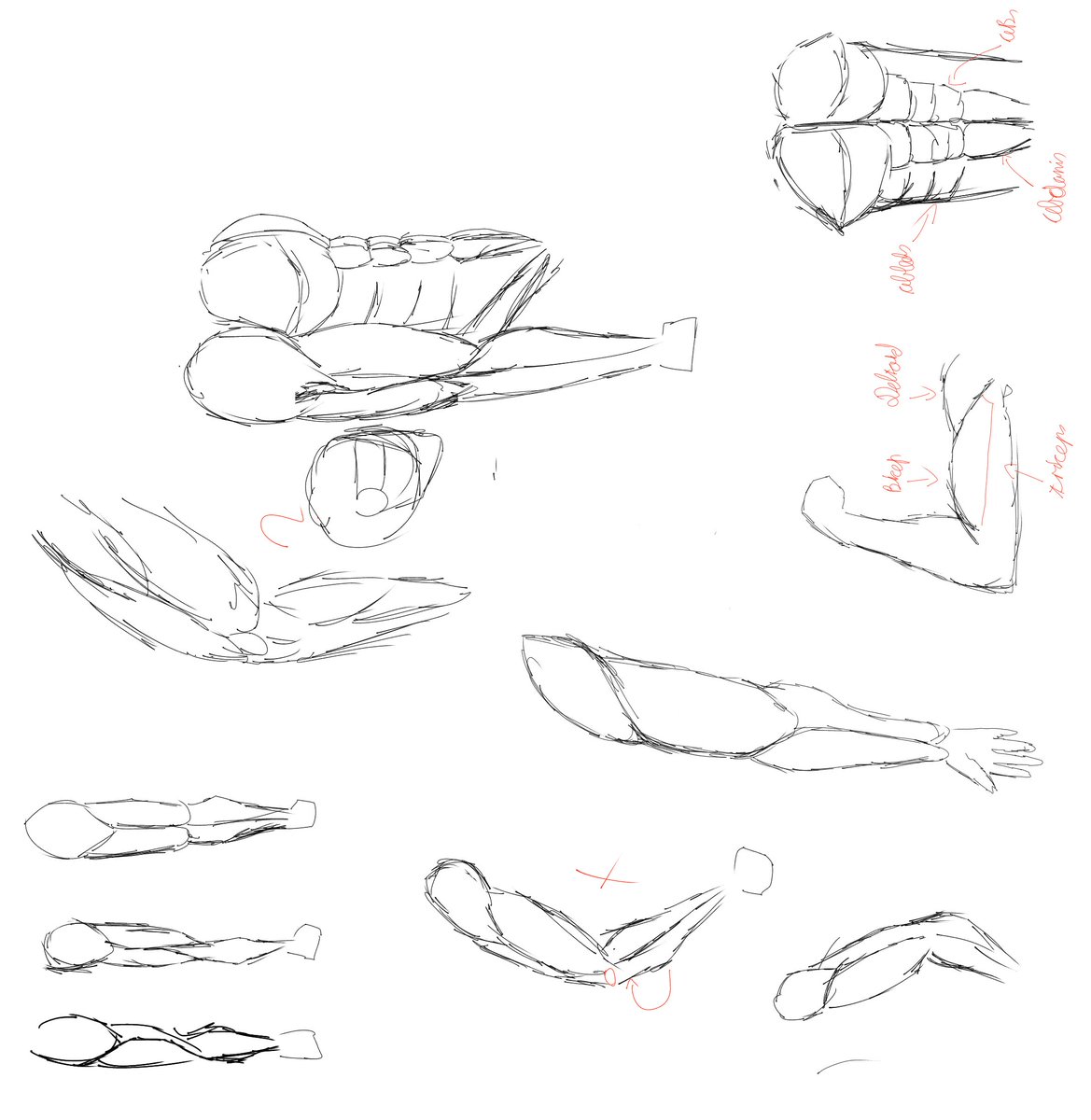Attempting to study anatomy (its not going well😭)