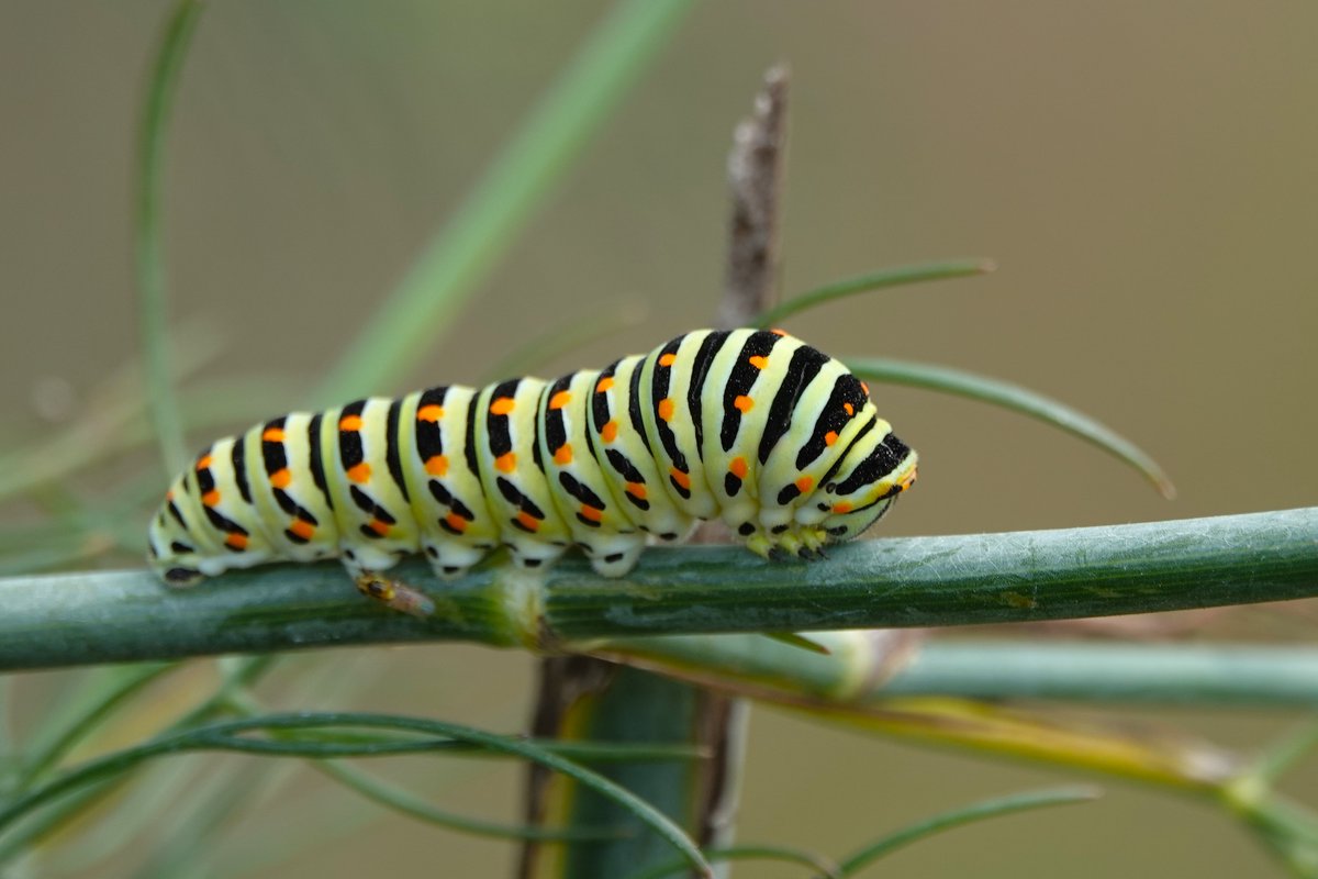 Tis een tik, maar elke venkelplant die zie moet ik 'inspecteren' op rupsen van de koninginnenpage. En vandaag was het raak :)