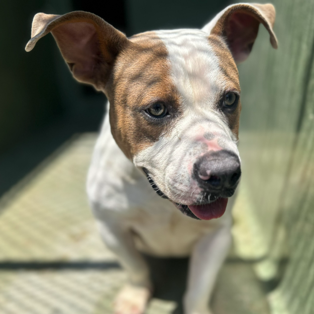 Maple 🐕 🎹 🎸 💙 (@mapleveewesem) on Twitter photo 💔😭💔 Downey California ACC put down 4 adoptable dogs today. Handsome ADONIS is gone☹️
The shelter is doing everything they can to help their pups, but the strays & surrenders keep coming in in bigger numbers. Downey was 30 dogs over capacity this a.m.
#A5707226 🌈 💔😭💔 Downey California ACC put down 4 adoptable dogs today. Handsome ADONIS is gone☹️
The shelter is doing everything they can to help their pups, but the strays & surrenders keep coming in in bigger numbers. Downey was 30 dogs over capacity this a.m.
#A5707226 🌈